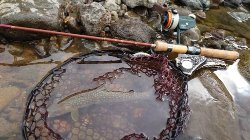 イワナの釣果