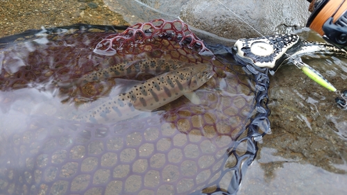 ヤマメの釣果