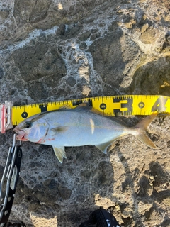 ショゴの釣果