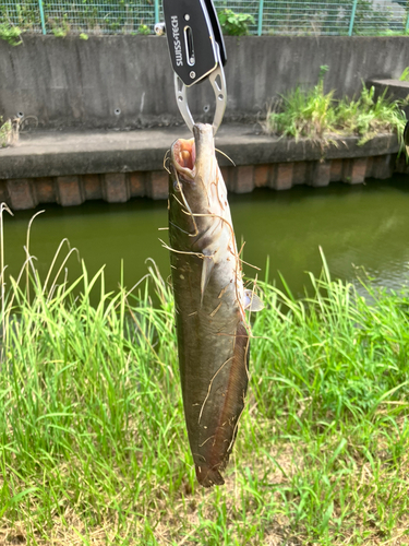 釣果