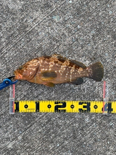 キジハタの釣果