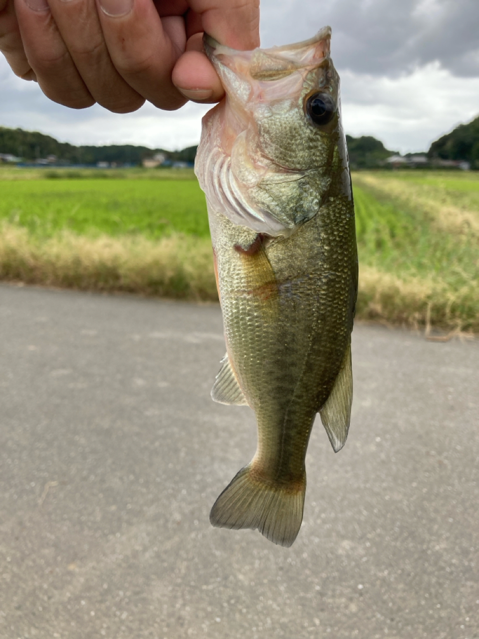 ブラックバス