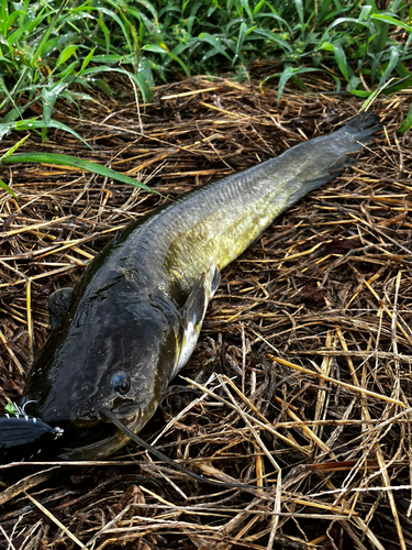 マナマズの釣果