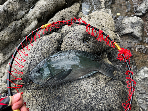 メジナの釣果