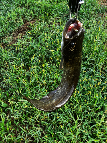 マナマズの釣果