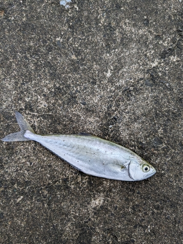 イケカツオの釣果