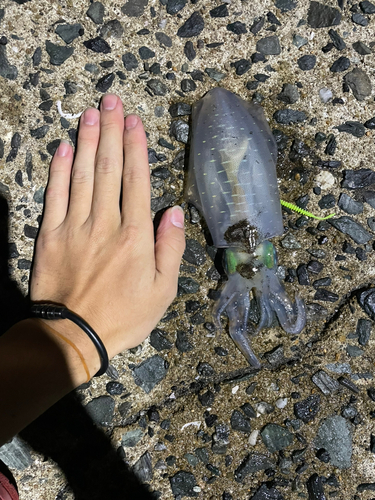 アオリイカの釣果