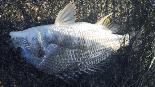 キビレの釣果