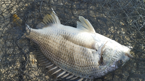 キビレの釣果