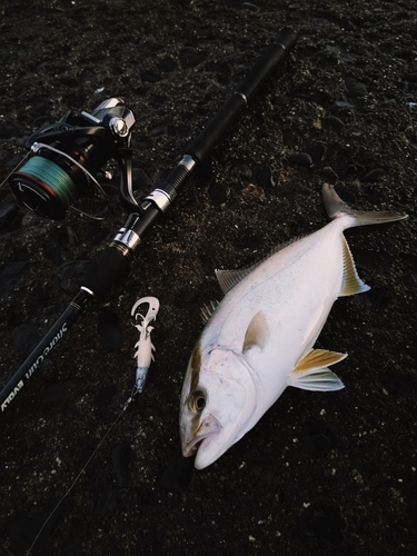 シオの釣果