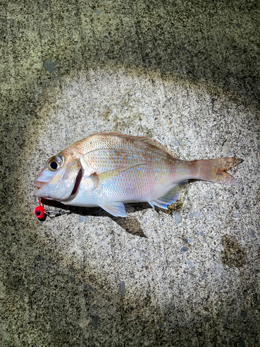 キスの釣果