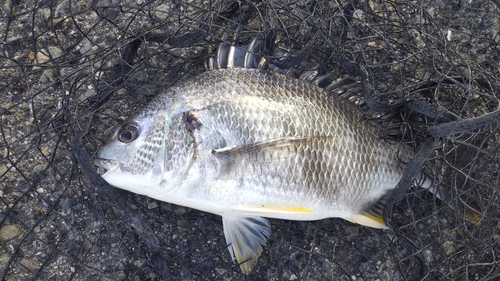 キビレの釣果