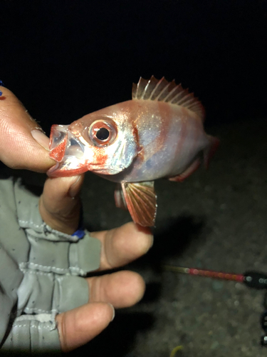 釣果