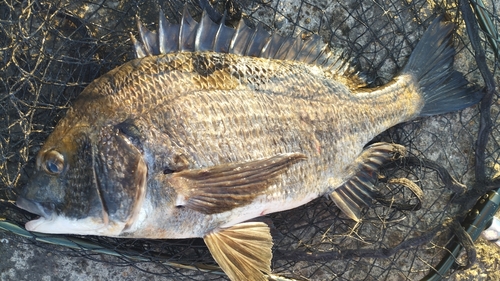 チヌの釣果