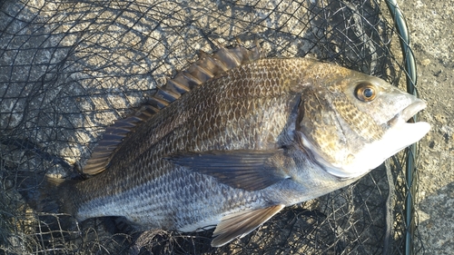 チヌの釣果