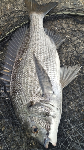 チヌの釣果