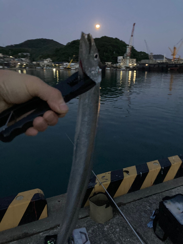 タチウオの釣果