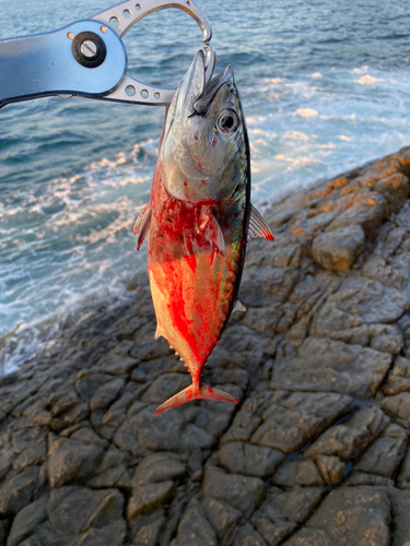 カツオの釣果