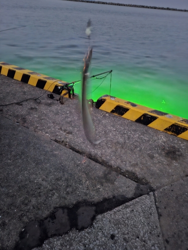 タチウオの釣果