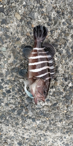 アオハタの釣果