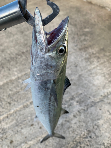 サゴシの釣果