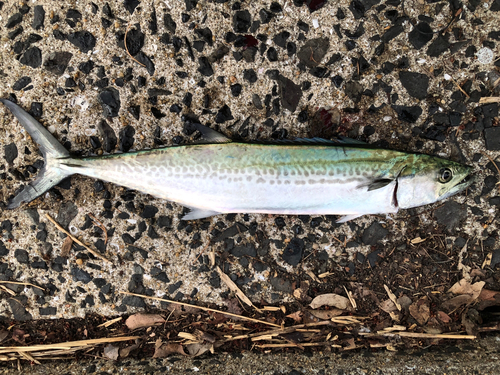 サゴシの釣果