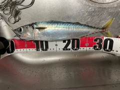 サバの釣果