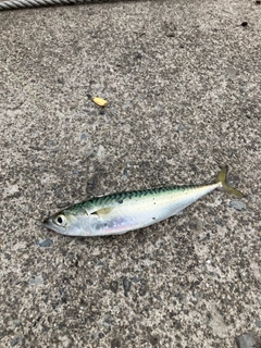 サバの釣果