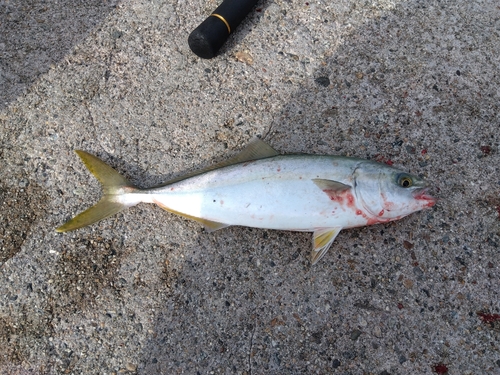 ツバイソの釣果