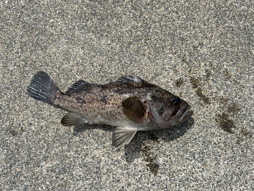 クロソイの釣果