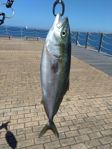 ヤズの釣果