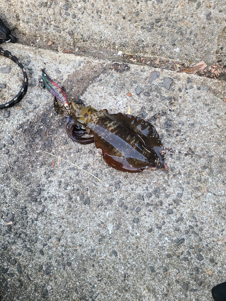 サゴシ
