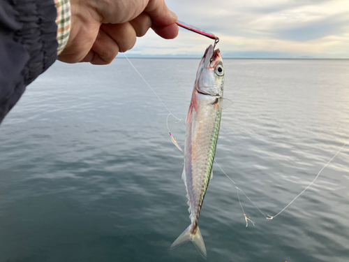 サバの釣果