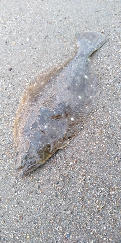 ソゲの釣果