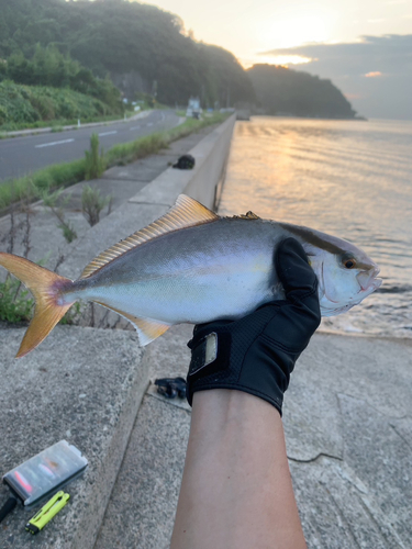 シオの釣果