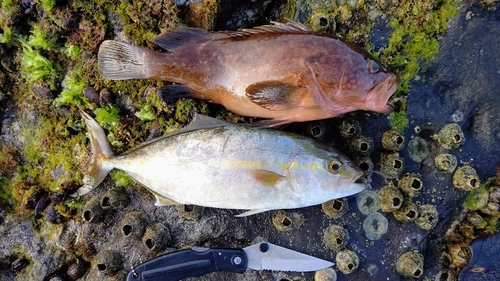 ショゴの釣果