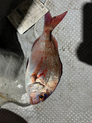 マダイの釣果