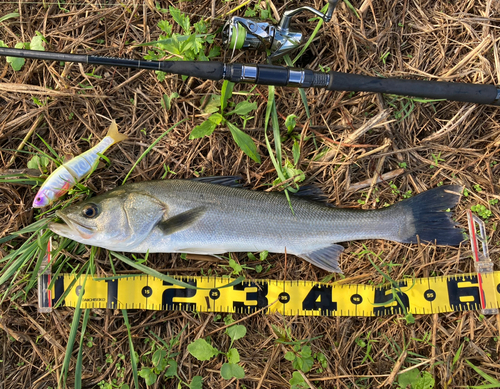 シーバスの釣果