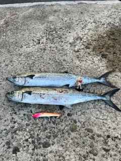 サゴシの釣果