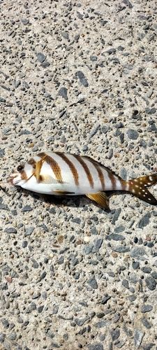 タカノハダイの釣果