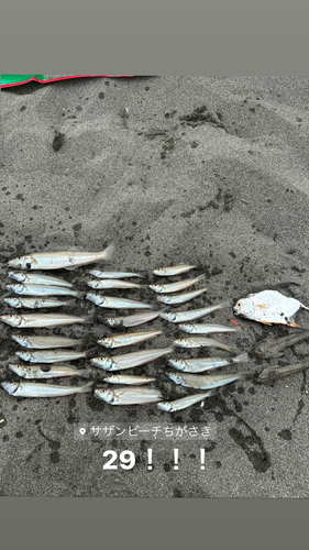 キスの釣果