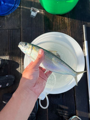 コノシロの釣果