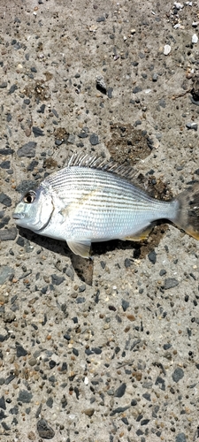 ヘダイの釣果