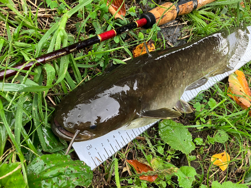 ナマズの釣果