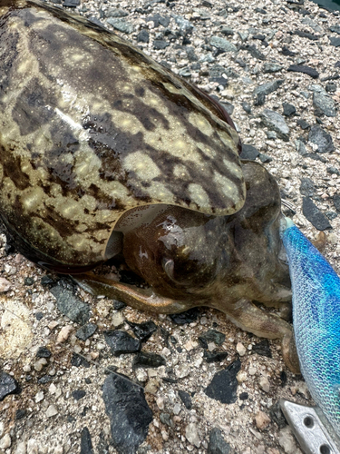 コウイカの釣果