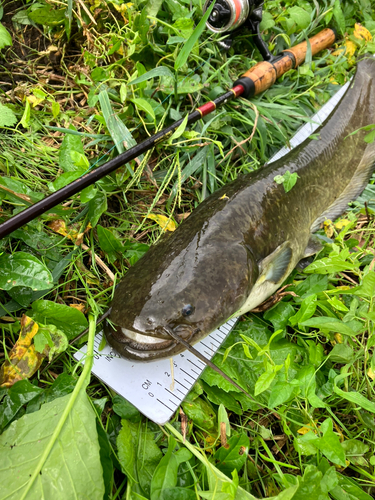 ナマズの釣果