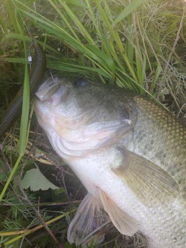 ブラックバスの釣果