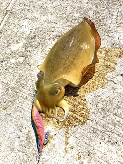 モンゴウイカの釣果