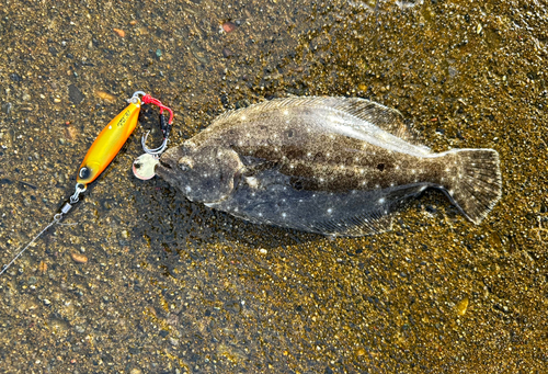 ソゲの釣果