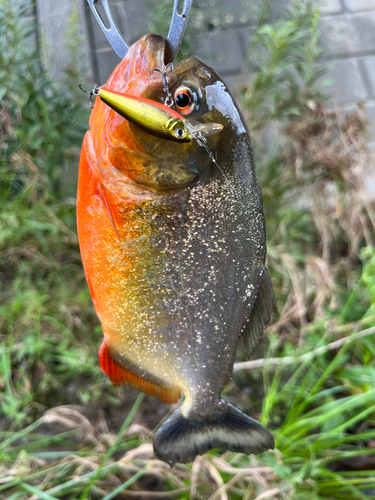 ピラニア・ナッテリーの釣果